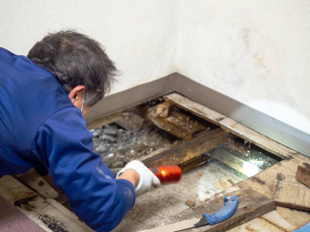 Best Residential Mold Removal  in Lawrence, IN