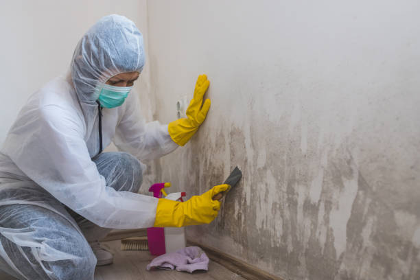 Best Mold Removal Company Near Me  in Lawrence, IN