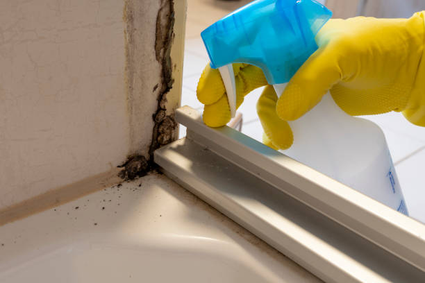 Best Home Mold Removal  in Lawrence, IN