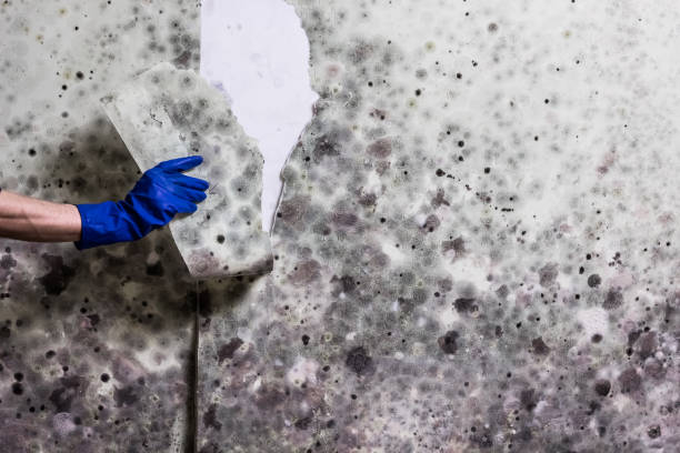 Best Professional Mold Removal  in Lawrence, IN