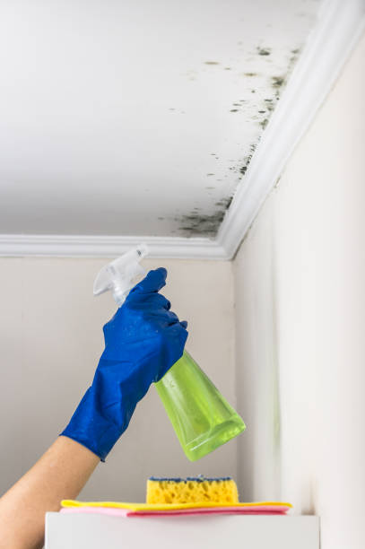 Best Certified Mold Removal  in Lawrence, IN
